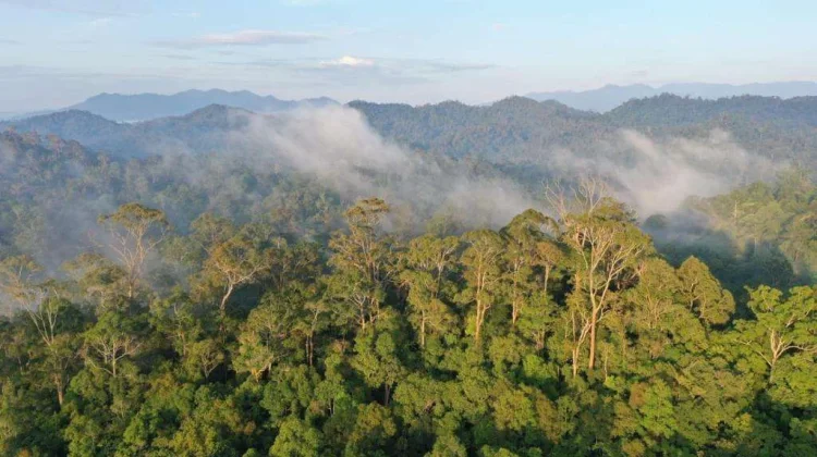 Govt Strengthens National Carbon Trading with New Regulation