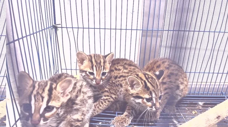 North Sumatra Busts Leopard Cat Smuggler