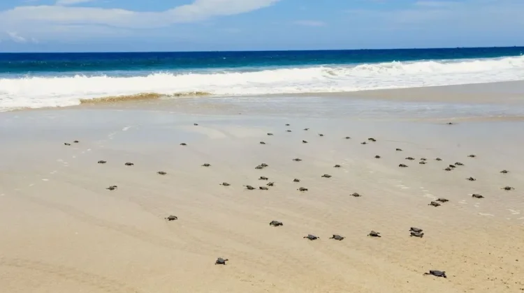 Power Crisis Threatens West Java Green Turtle Conservation