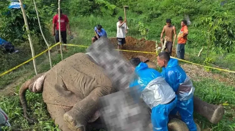 Police Investigate Critically Endangered Sumatran Elephant Electrocution Deat