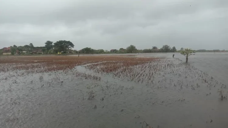Govt Activates Rice Farm Insurance for Flood-Affected Farmers