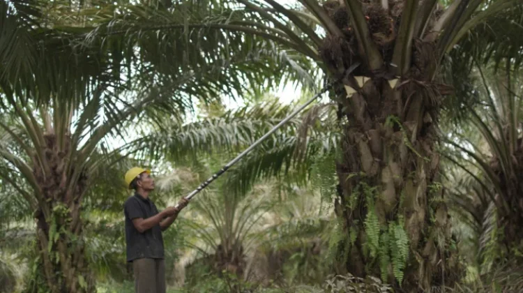 Indonesia Accelerates Palm Oil Downstreaming Strategy