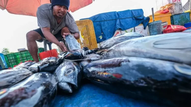 Indonesia Praised Globally for Advancing Small-Scale Sustainable Fisheries