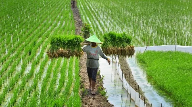 Minister Targets 101,000 Hectares of New Rice Fields