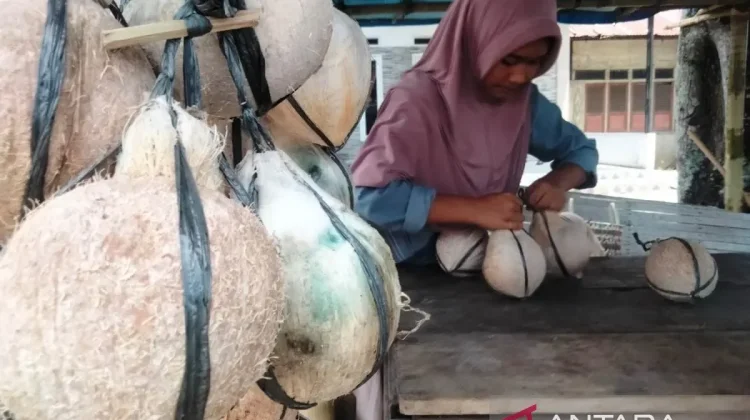 West Aceh Roasted Coconut Sales Surge During Ramadhan