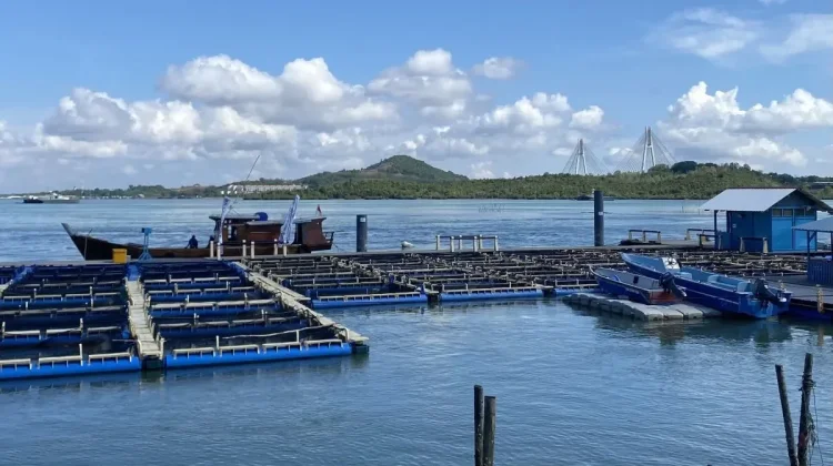 Batam Targets One Ton Export Lobster Harvest 2026