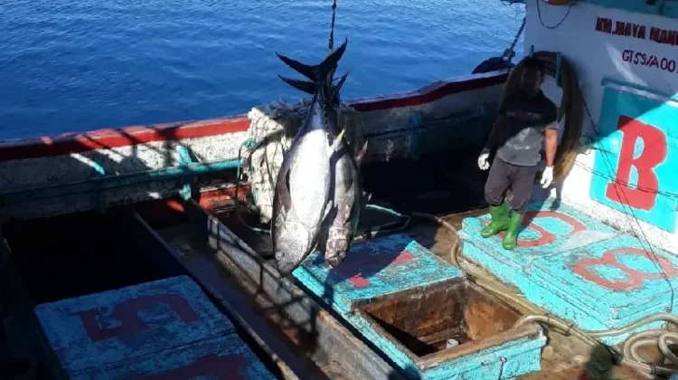 Papua Tuna Exports to US Meet Global Standards