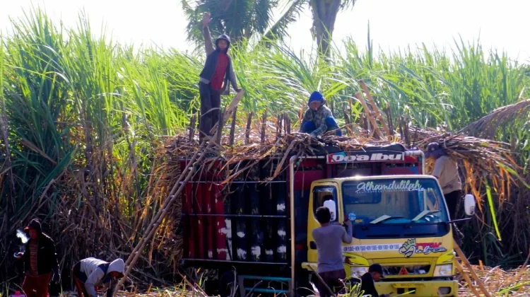 Govt Urged to Guard Against ART’s Impact on Domestic Agriculture