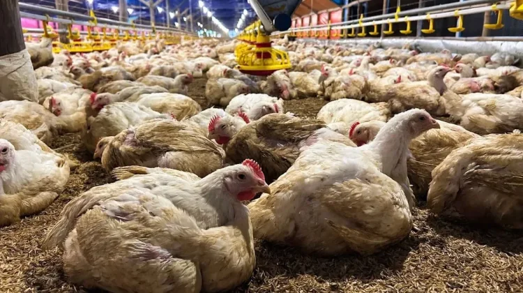 Indonesia Strengthens Poultry Biosecurity Amid Saudi Import Restrictions