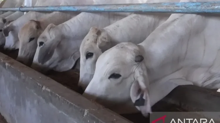 Bangka Belitung Secures 1,600 Cattle to Stabilize Beef Prices