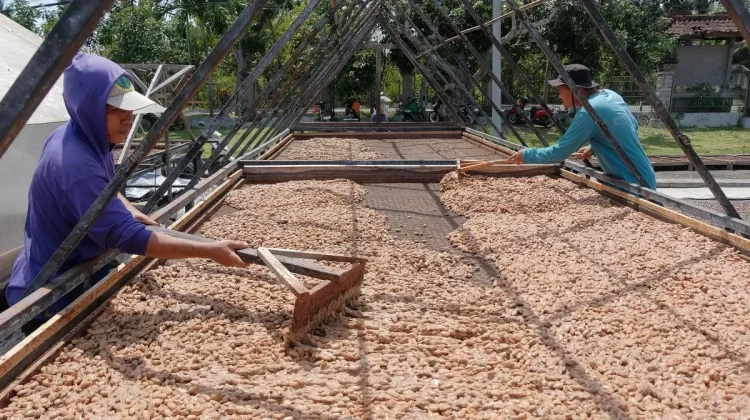 Indonesia Eyes Cocoa Export Boost After EU Policy Delay, US Tariff Cut