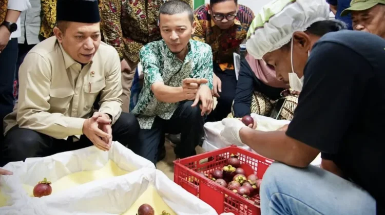 Subang Cooperative Exports Mangosteen to China With State Funding Support