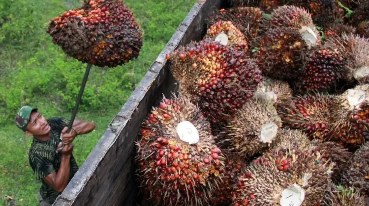 Govt Sets Reference Prices for Several Export Commodities for June 2026