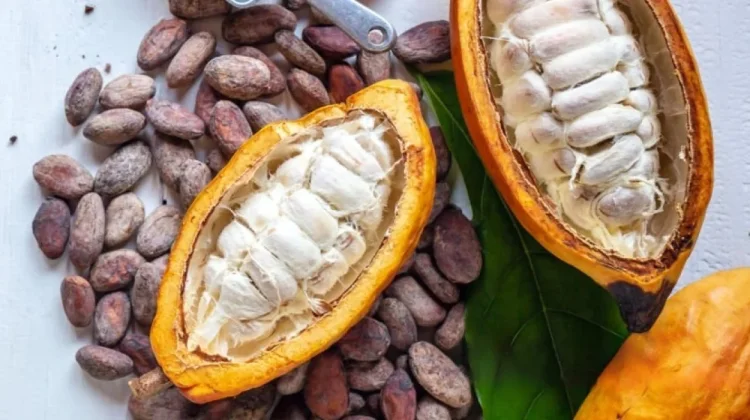 Indonesia’s Cocoa Reference Price Falls 29.21 Percent in March 2026