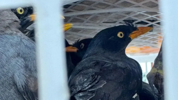 Authorities Seize 111 Protected Bird Species from Illegal Trafficking in Lampung