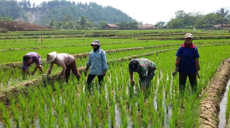 Indonesia’s Rice Production Rises 38.56 Percent in Early 2026