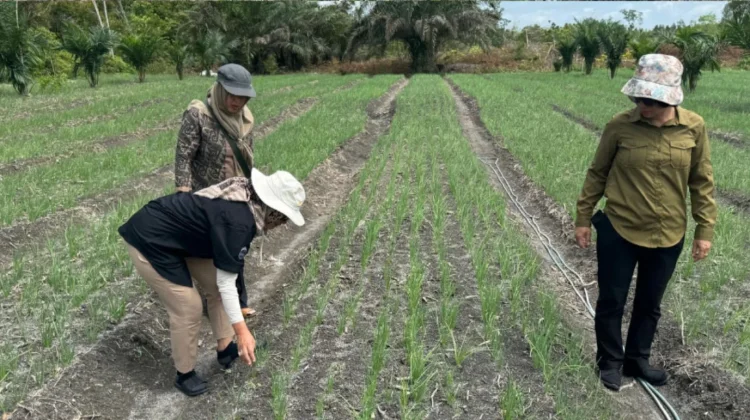 Palangka Raya Boosts Horticultural Production to Strengthen Food Security