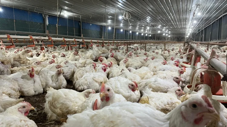 Saudi Arabia Bans Poultry Imports From Indonesia