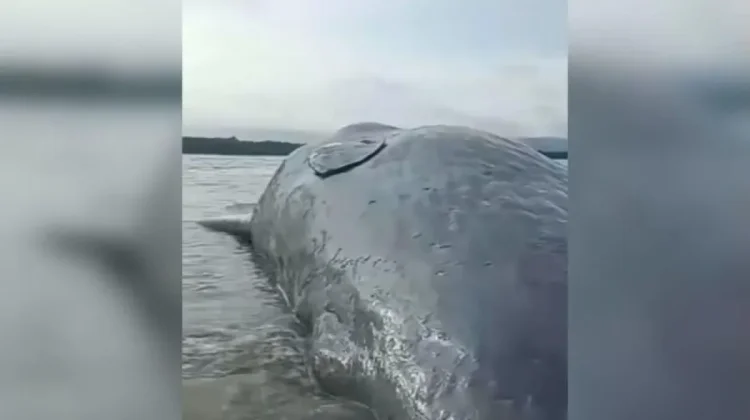 Ten Meter Whale Carcass Washes Ashore Totobo Beach Kolaka