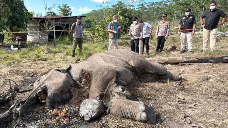 Plantation Owner Charged Over Sumatran Elephant Death in Riau
