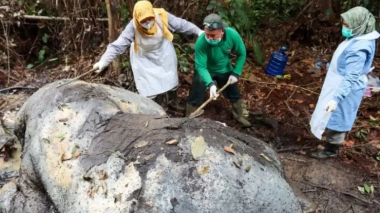 Indonesia Vows Tough Penalties After Brutal Killing of Sumatran Elephant in Riau