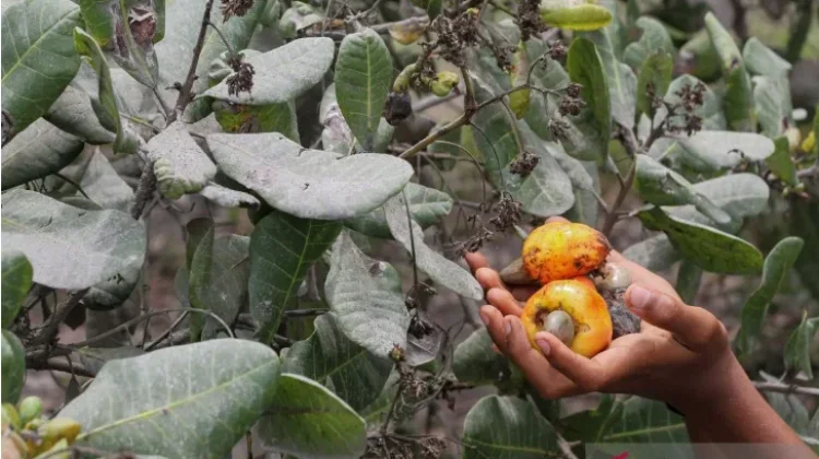 Mount Lewotobi Erupts, Residents Urged to Avoid Danger Zone