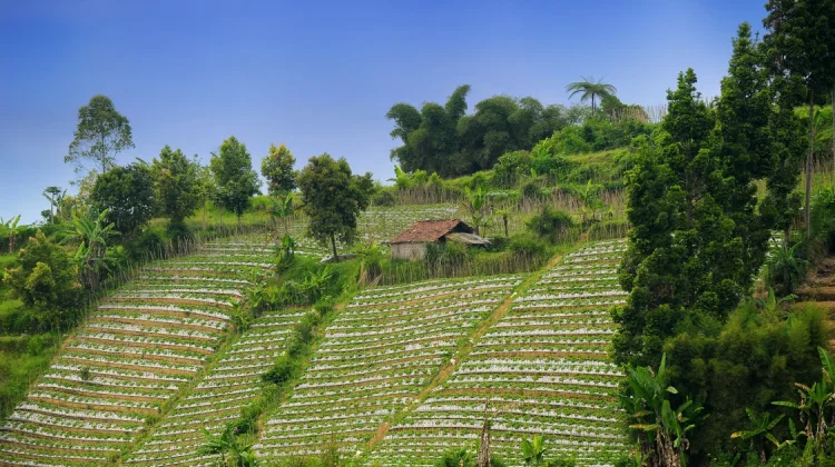 Indonesia Renews Partnership with World Agroforestry for Sustainable Forestry