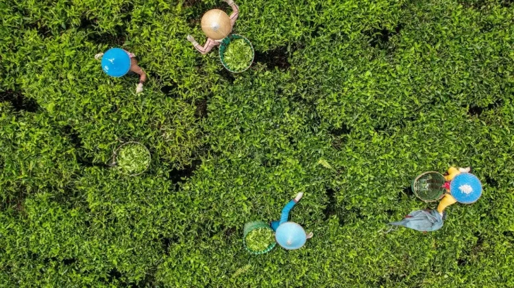 Seven Hidden Gems for a Serene Bandung Escape