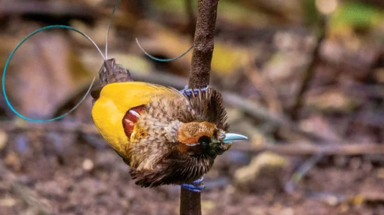 59 Critical Bird Habitats in Papua Mapped for Biodiversity Conservation