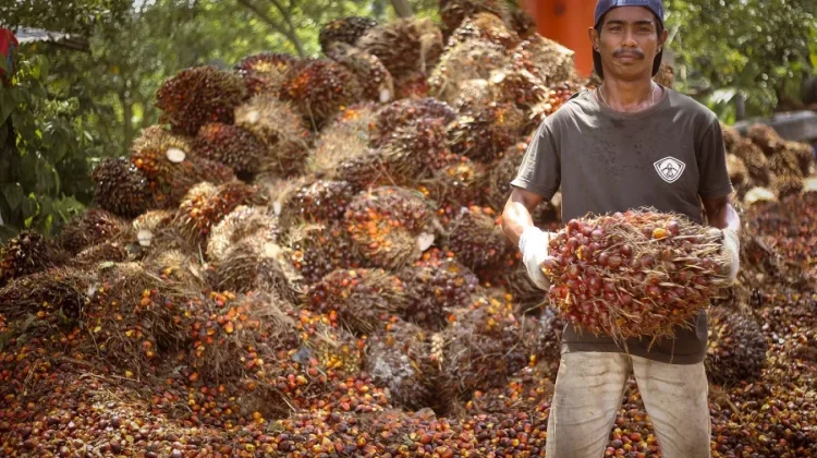 Indonesia Moves to Suspend Concessions Against EU Over Palm Oil Dispute
