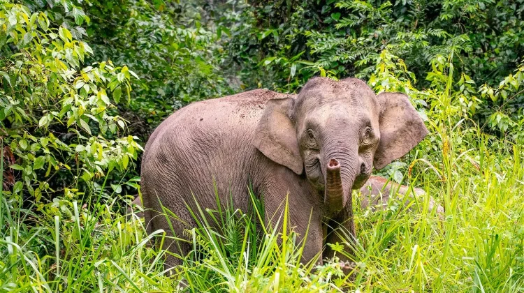 Indonesia Coordinates Cross-Border Effort to Save Bornean Elephant Calf