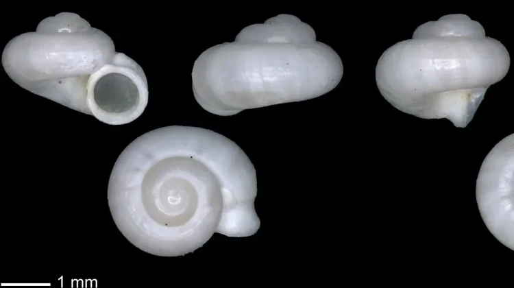New Endemic Snail Species Discovered in South Sumatra Karst Region