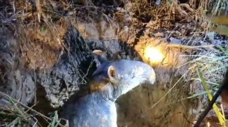 Rare Malayan Tapir Rescued from Well at Muara Jambi Temple Site