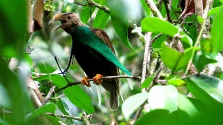 Tidore Kepulauan Formulates Biodiversity Profile to Secure Natural Assets
