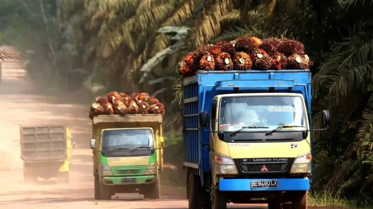 Govt Urges National Palm Oil Industry to Stabilize Fruit Bunches Price for Farmers