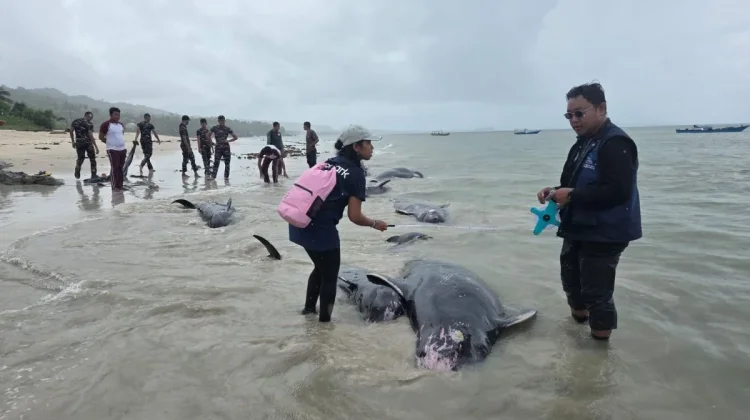 55 Whales Stranded in Rote Ndao, 34 Rescued