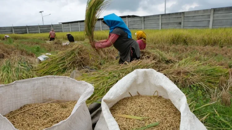 Indonesia Projects Rice Stockpiles of 47.1 Million Tons in 2026