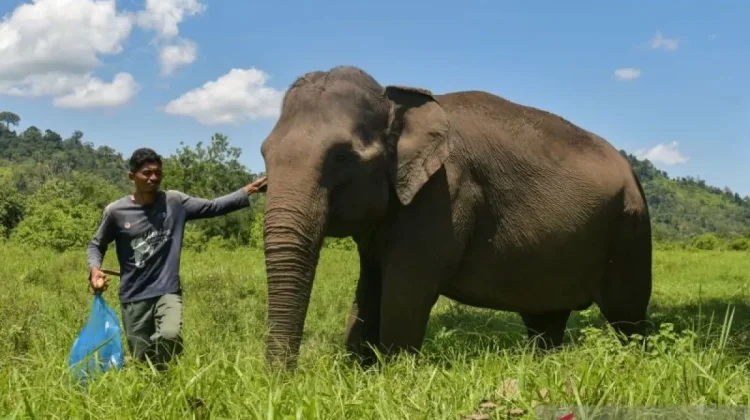 Govt Plans Elephant Habitat Corridors in Plantations and Mining Areas