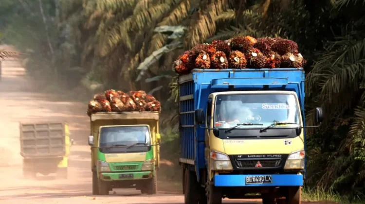 Govt Must Strengthen Diplomacy to Shield Exports from EUDR: Expert