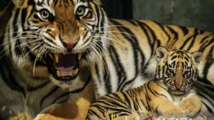 Bengal Tiger Cub Dies at Bandung Zoo