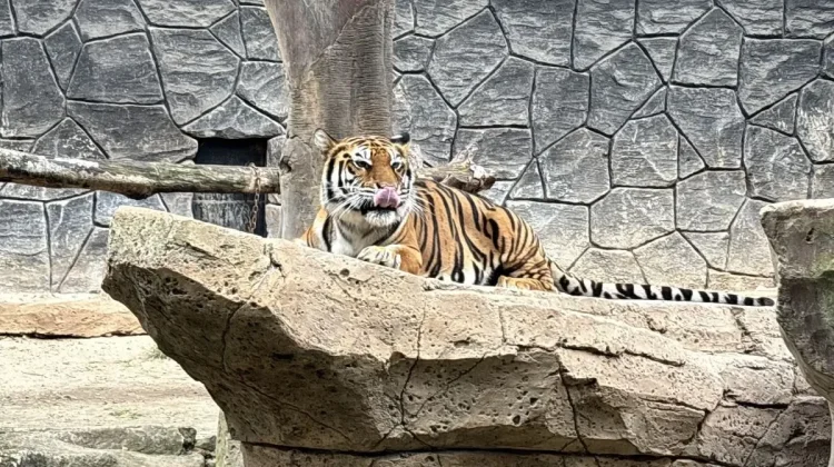 Second Bengal Tiger Cub Dies at Bandung Zoo