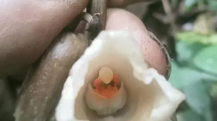 New Orchid Species Discovered on Mount Semeru’s Southern Slopes