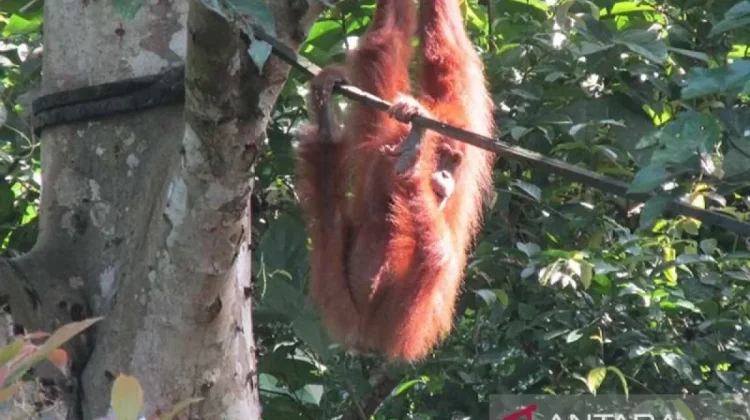 Rehabilitated Orangutan Pesek Gives Birth to Seventh Offspring