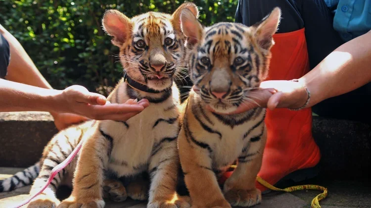 Two Bengal Tiger Cubs at Bandung Zoo Die from Panleukopenia Virus