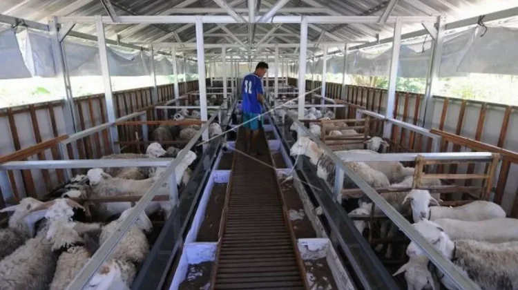 BRIN and FAO Partner to Drive Science-Based Transformation in Livestock Industry