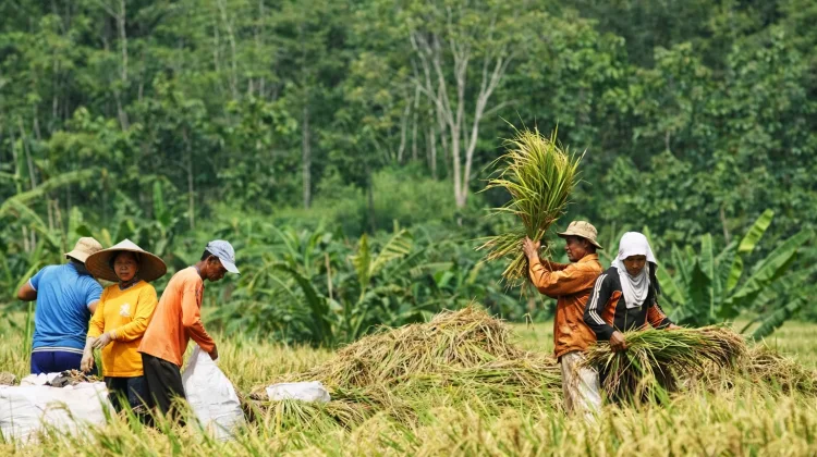 Indonesia Strengthens Food Security with Main Rice Harvest