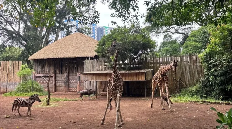 Lawmaker Urges Immediate Intervention Following Tiger Cubs' Death at Bandung Zoo