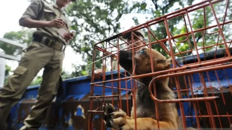 The House Deliberates Regulation to Ban Dog and Cat Meat Consumption