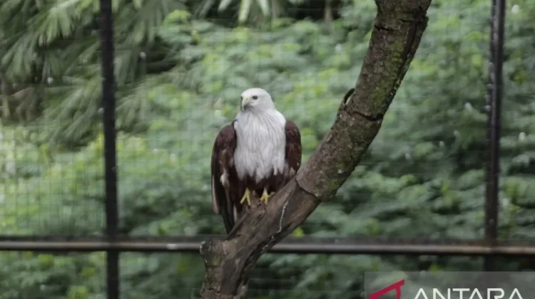 BBKSDA to Relocate Bandung Zoo Animals Amidst Uncertainty
