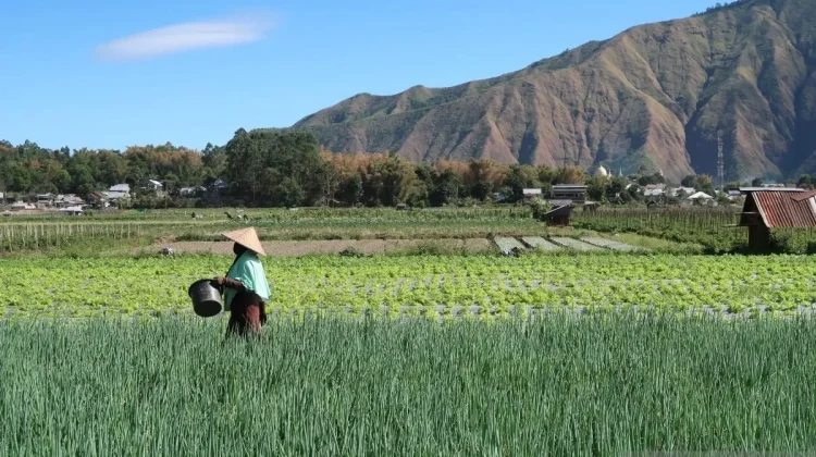 NTB Accelerates Food Expansion with 1,347-Hectare Rice Field in Sumbawa
